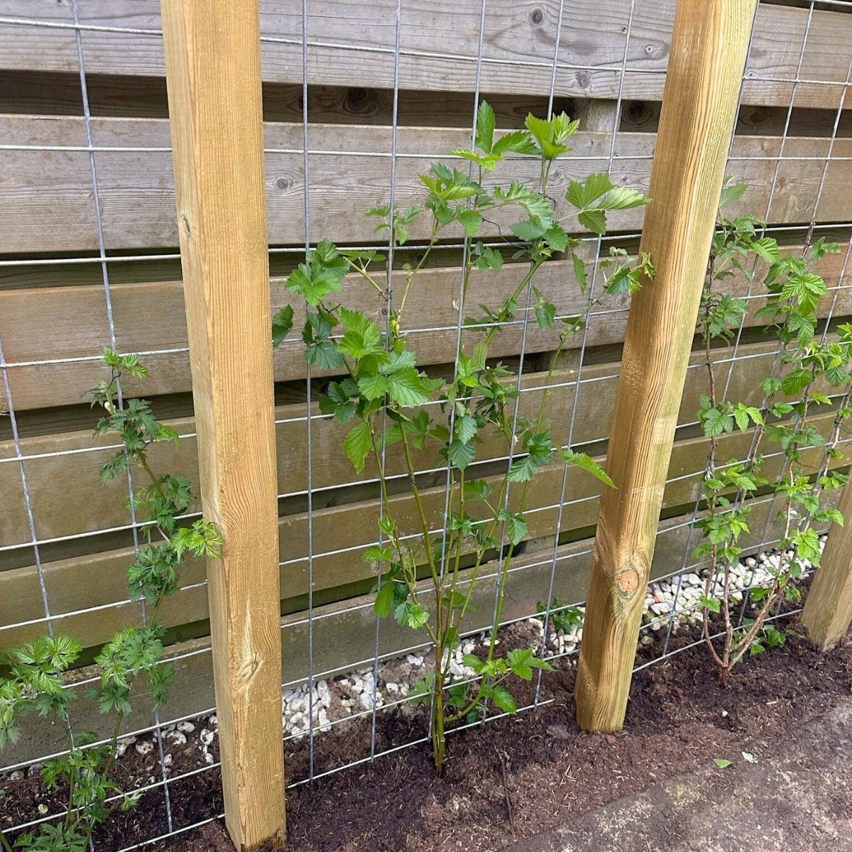 Gaaspaneel 90 x 180 cm - Maas 10 x 10 cm Thermischverzinkt